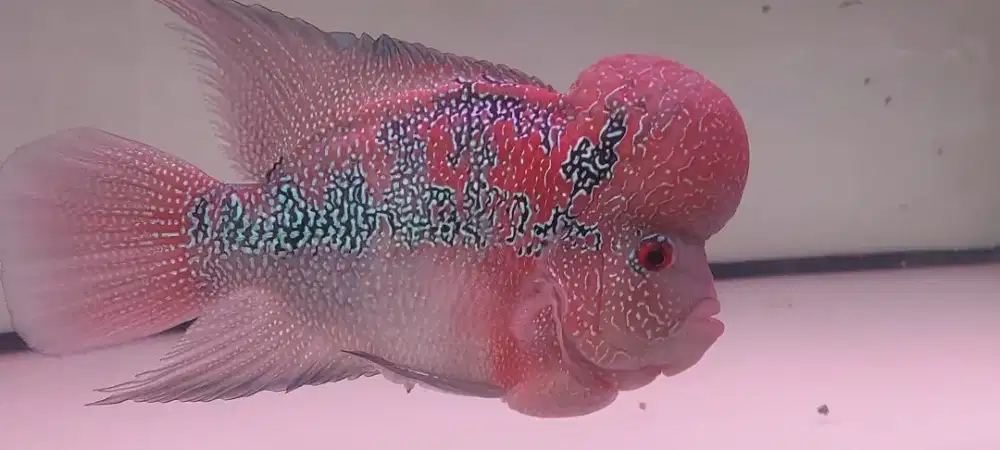 Louhan Super Red Magma 5-6jari(22cm)