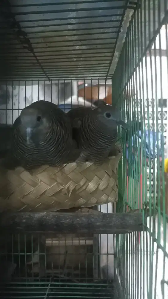 Perkutut cemani Mojopahit sudah kawin lok depok