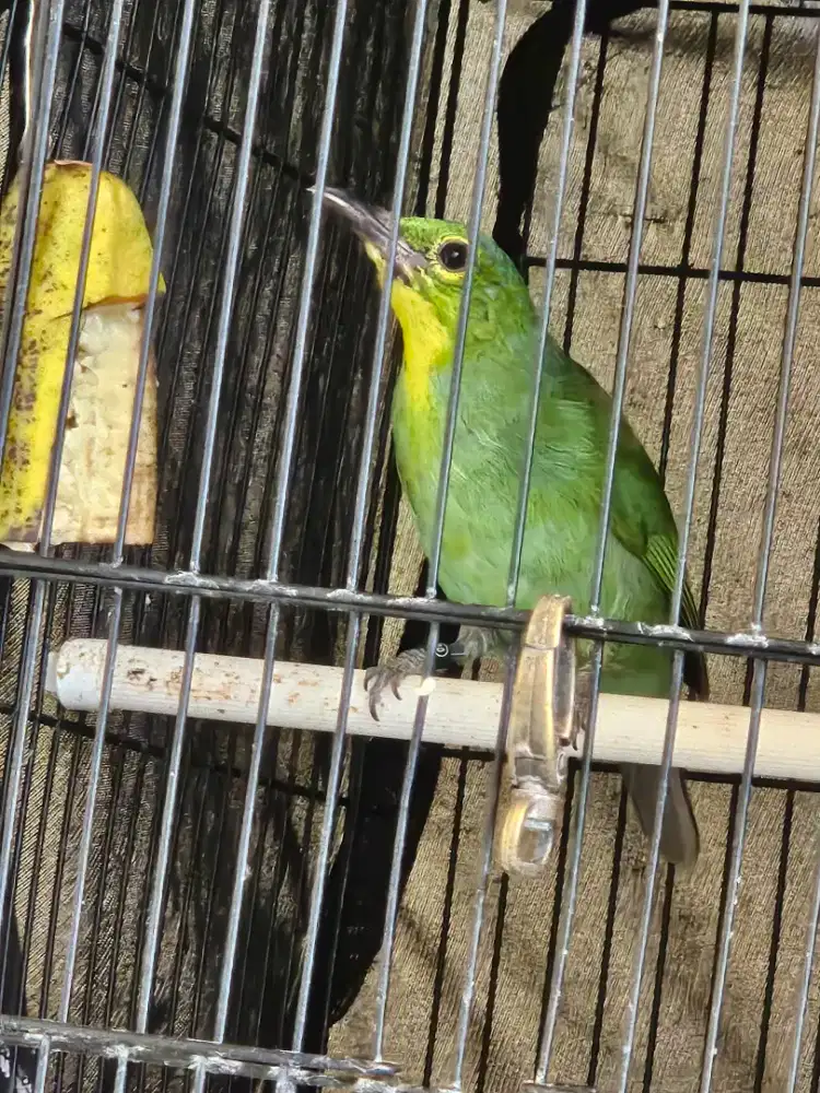 Dijual c.i trotol jantan  + beti