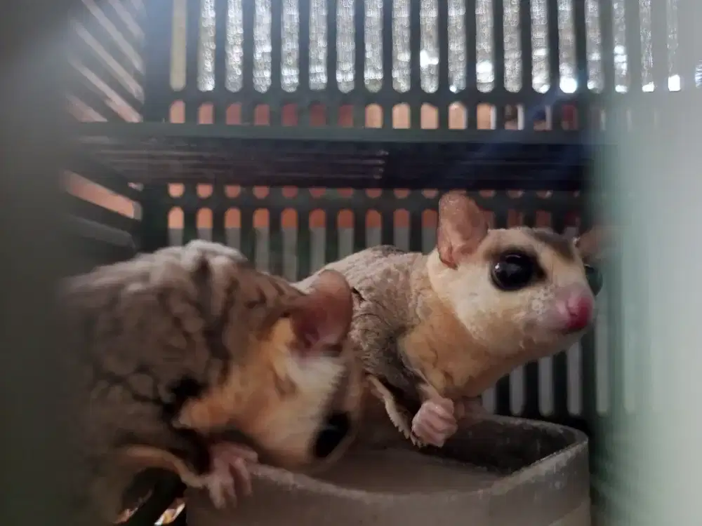 sugar Glider white face sepasang