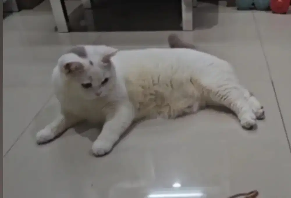 British shorthair fawn harlequen