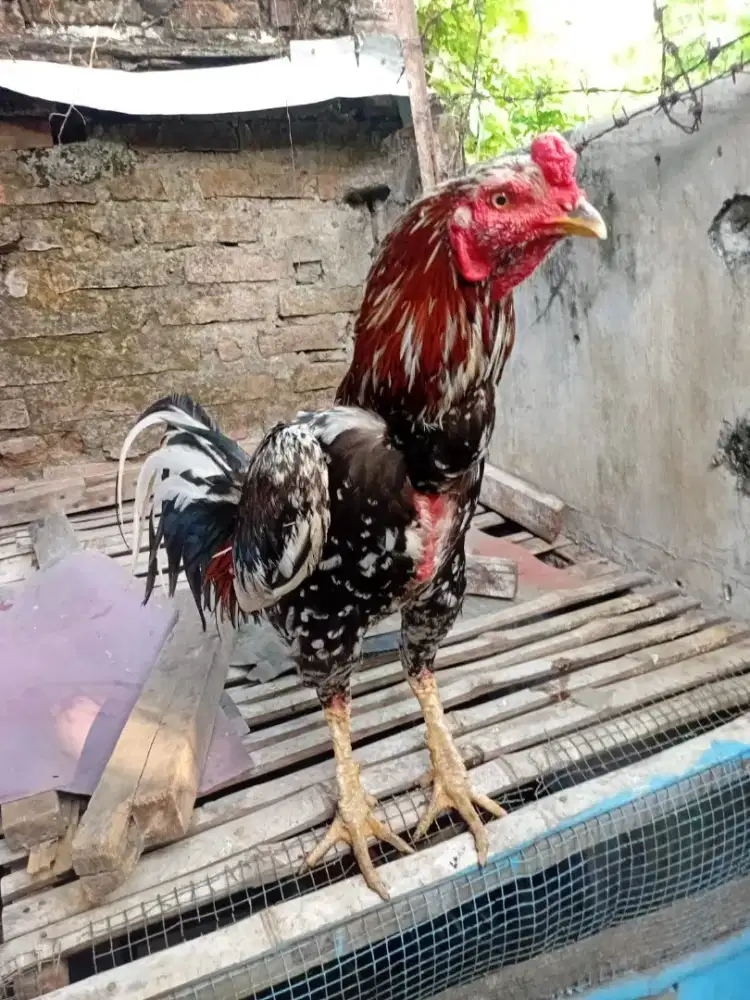 Ayam Burma & Ayam Bangkok