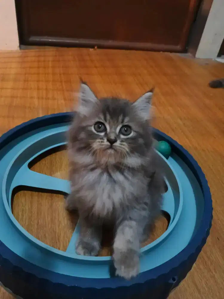 Kucing Persia mix Mainecoone