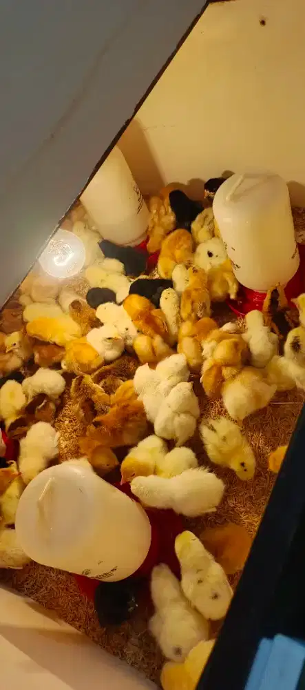 Doc ayam kampung kub