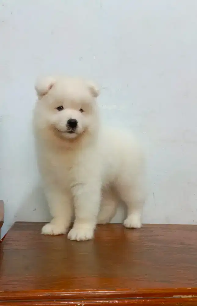 Fs. Baby samoyed good quality