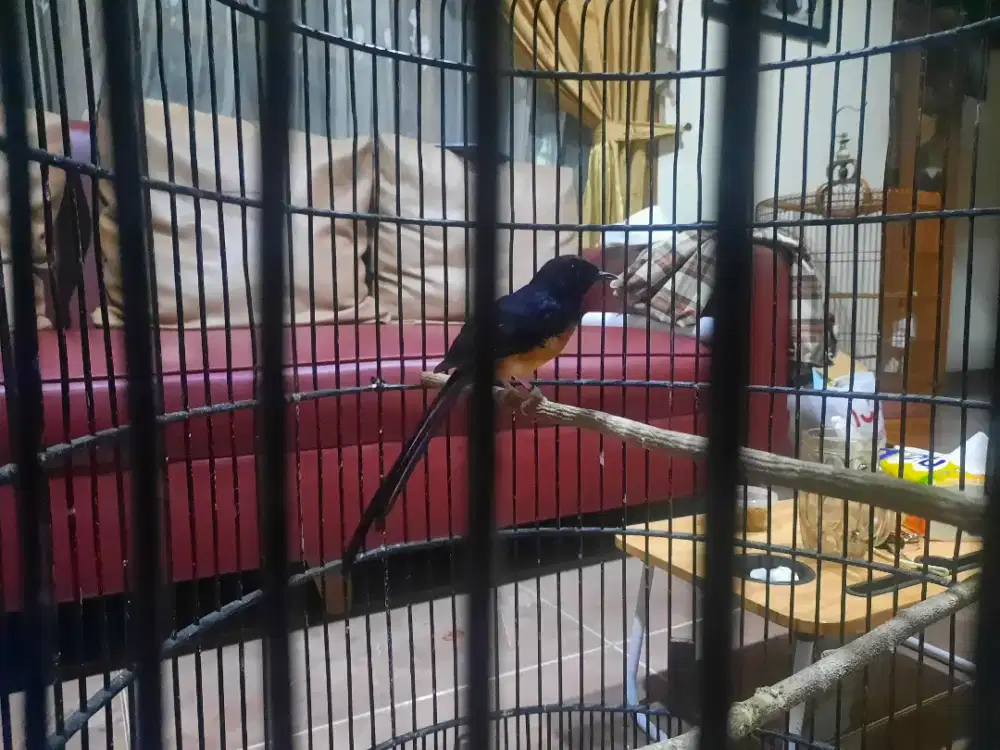 Murai batu pastol fullsheet rajin