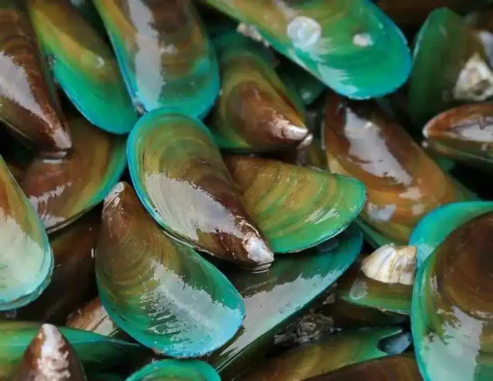 Kerang Hijau Segar