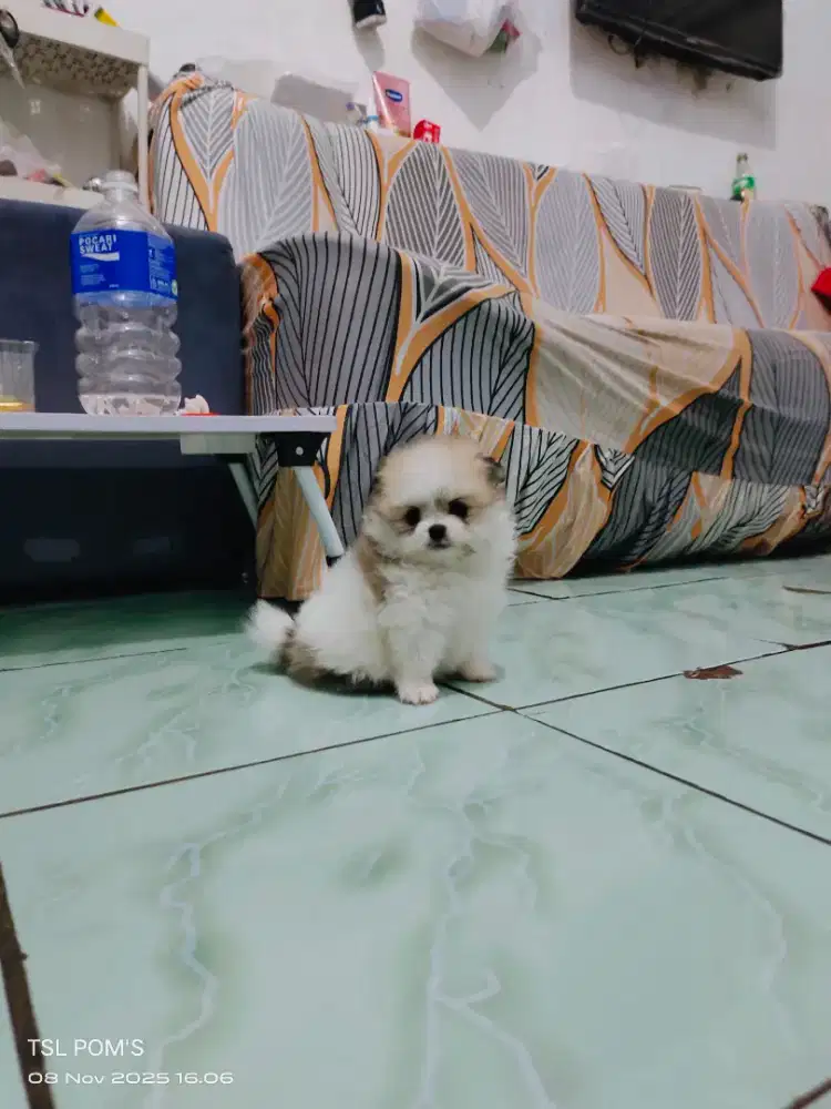 Superminipom, Minipom ,Pomeranian.