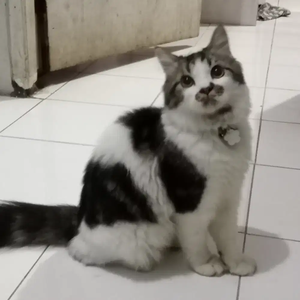 Kucing kitten Persia anggora jantan