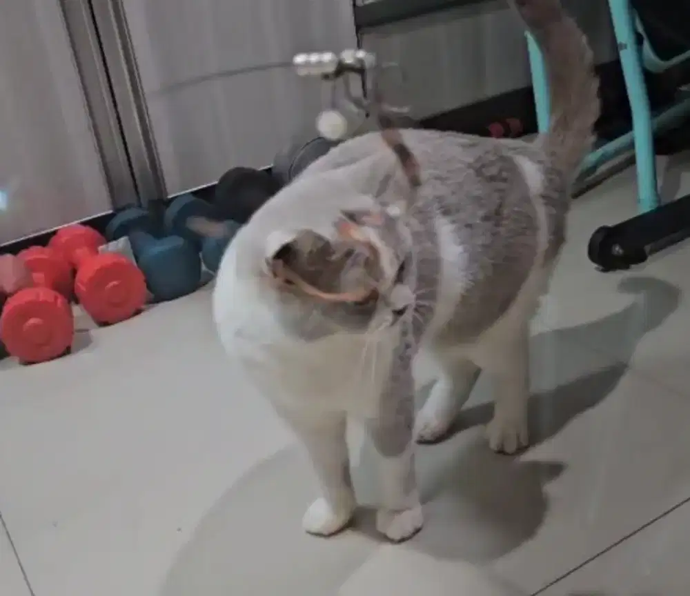 British shorthair betina Lilac bicolor