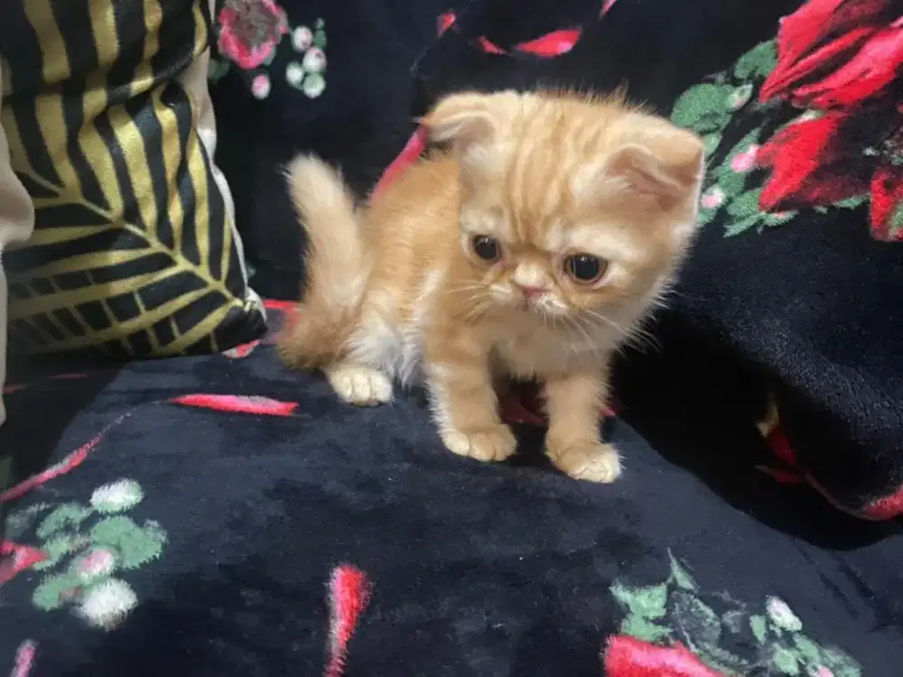 Kucing flatnose peaknose exo