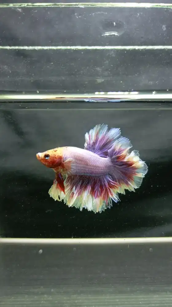 Take All 12 Ekor Cupang Variatif