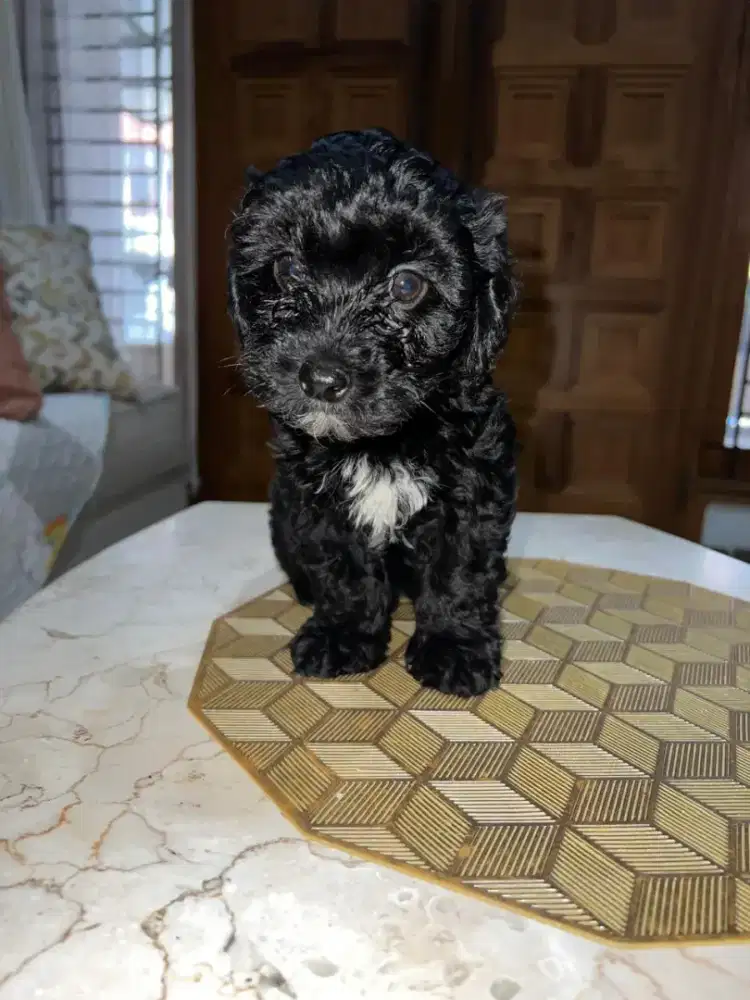 Anak anjing poodle pudel usia 3 bulan cewe