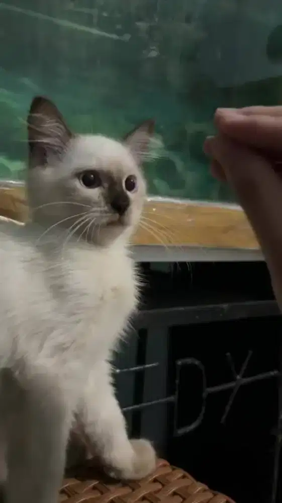 Kitten persia Himalaya x siam jantan