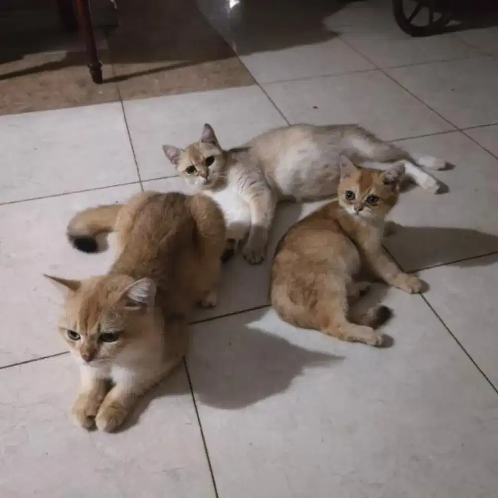 Lowongan Asisten Rumah Tangga (ART)