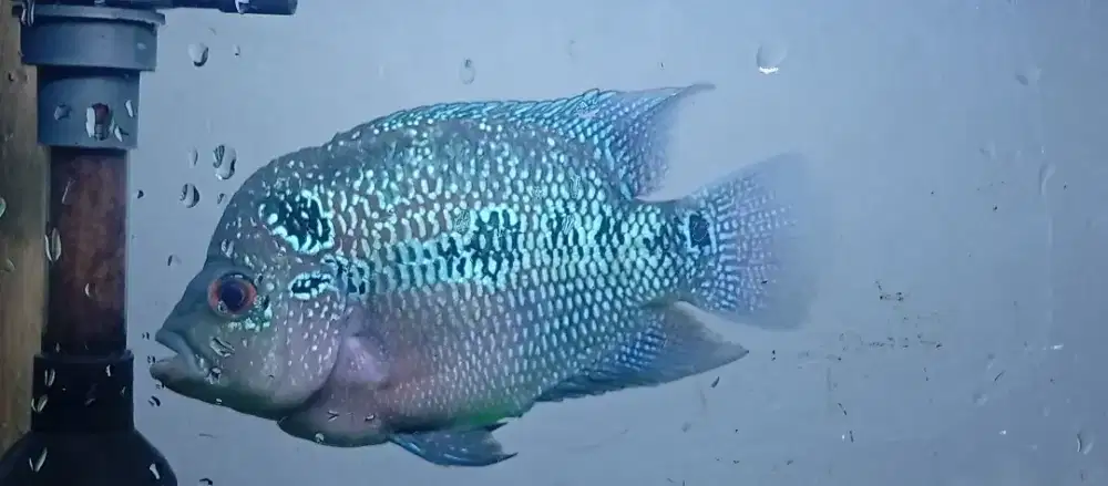 Louhan ukuran kurang lebih 8-9 cm