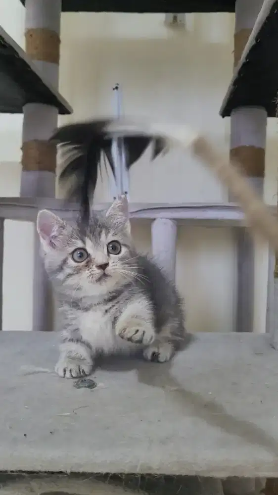 Munchkin Gaelic betina