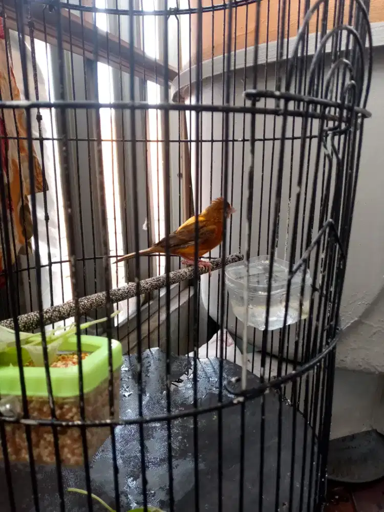 burung kenari betina siapan