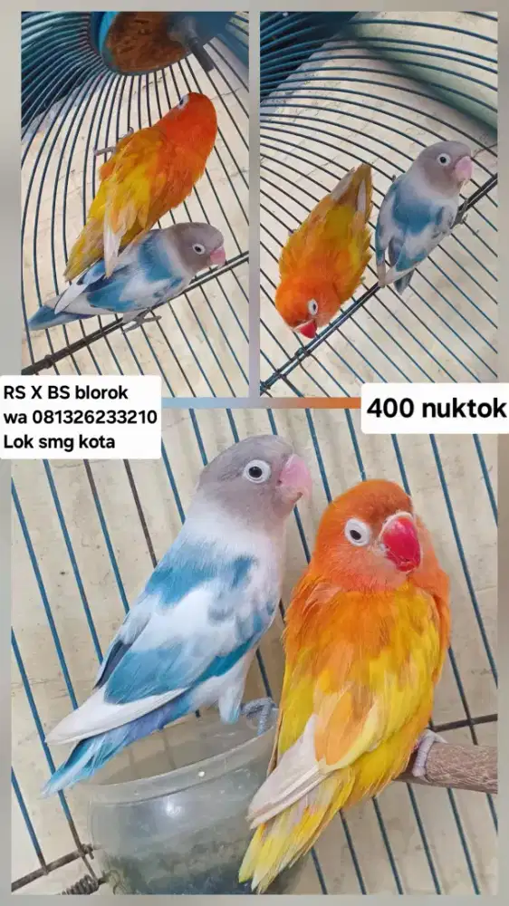 RS x BS blorok vio spasang 450