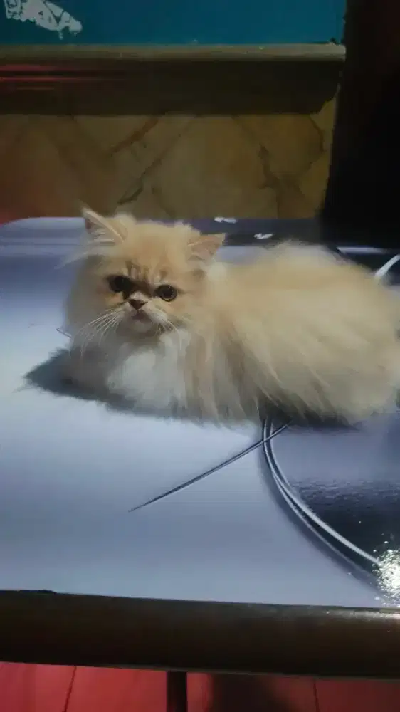 Anabul Persia long hair 3 bulan