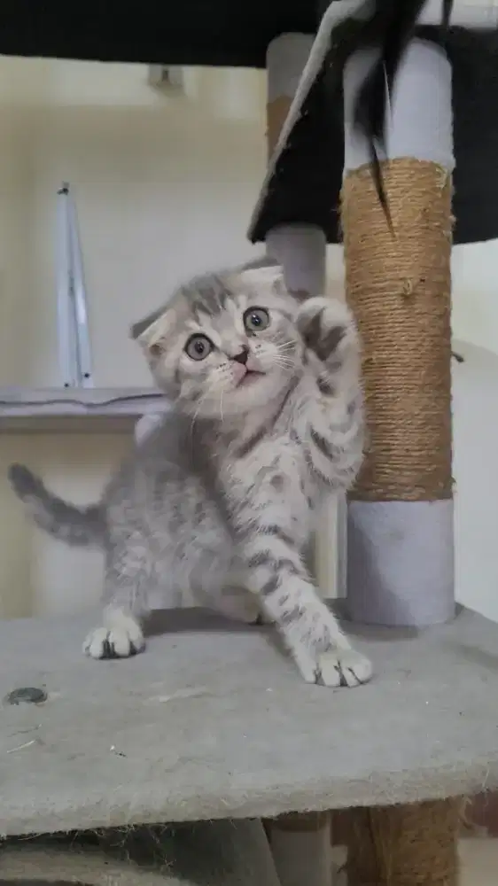 Scottish Fold betina