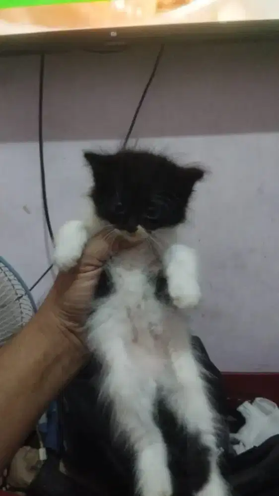 Kitten persiaaa