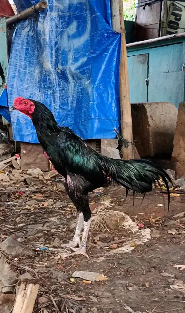 Ayam bangkok koytrad muda
