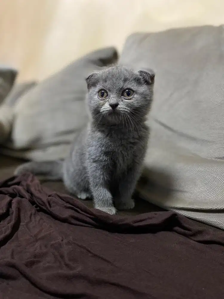Kucing Scottish Fold Blue