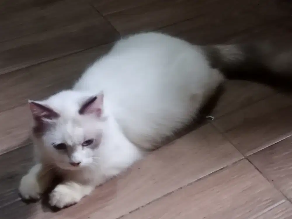 Indukan ragdoll