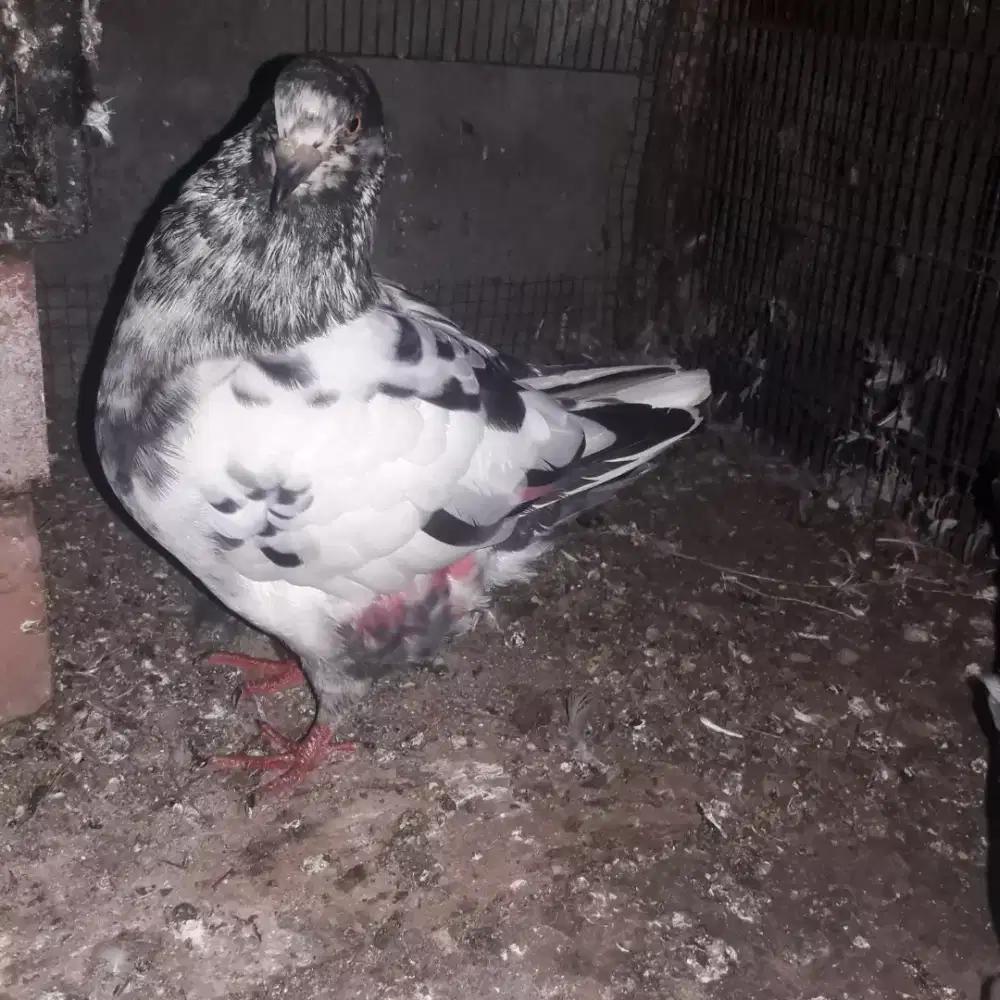 Merpati soking indukan + anak