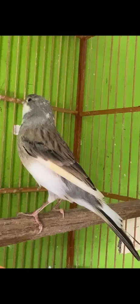 kenari loper gacor isian