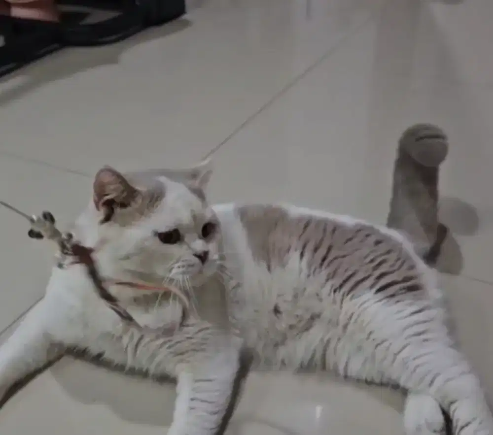 British shorthair bicolor lilac