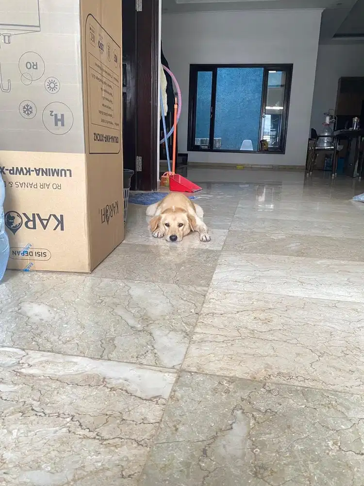 Art beress rumah (rumah ad doggie jinak)