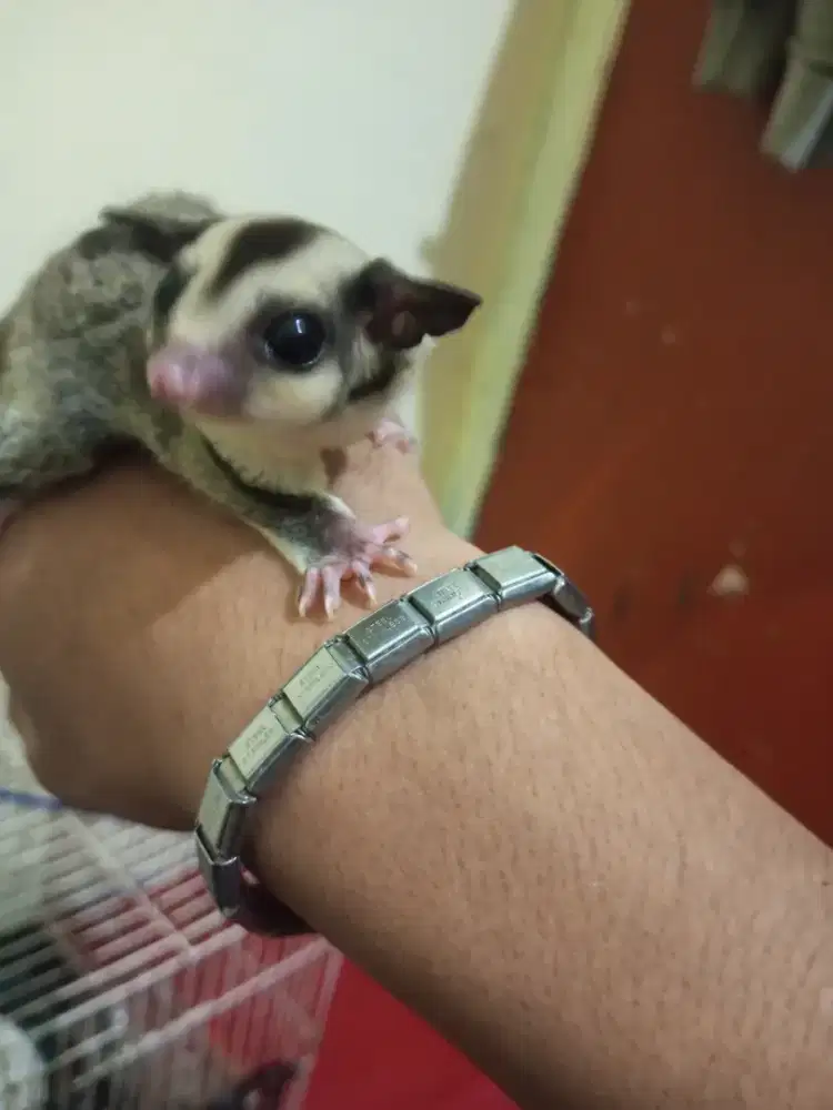 SUGAR GLIDER BEBY JOY