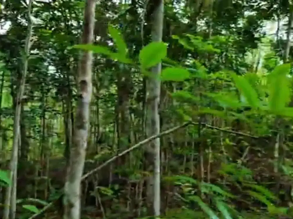 Tanah Murah Kebun Jati