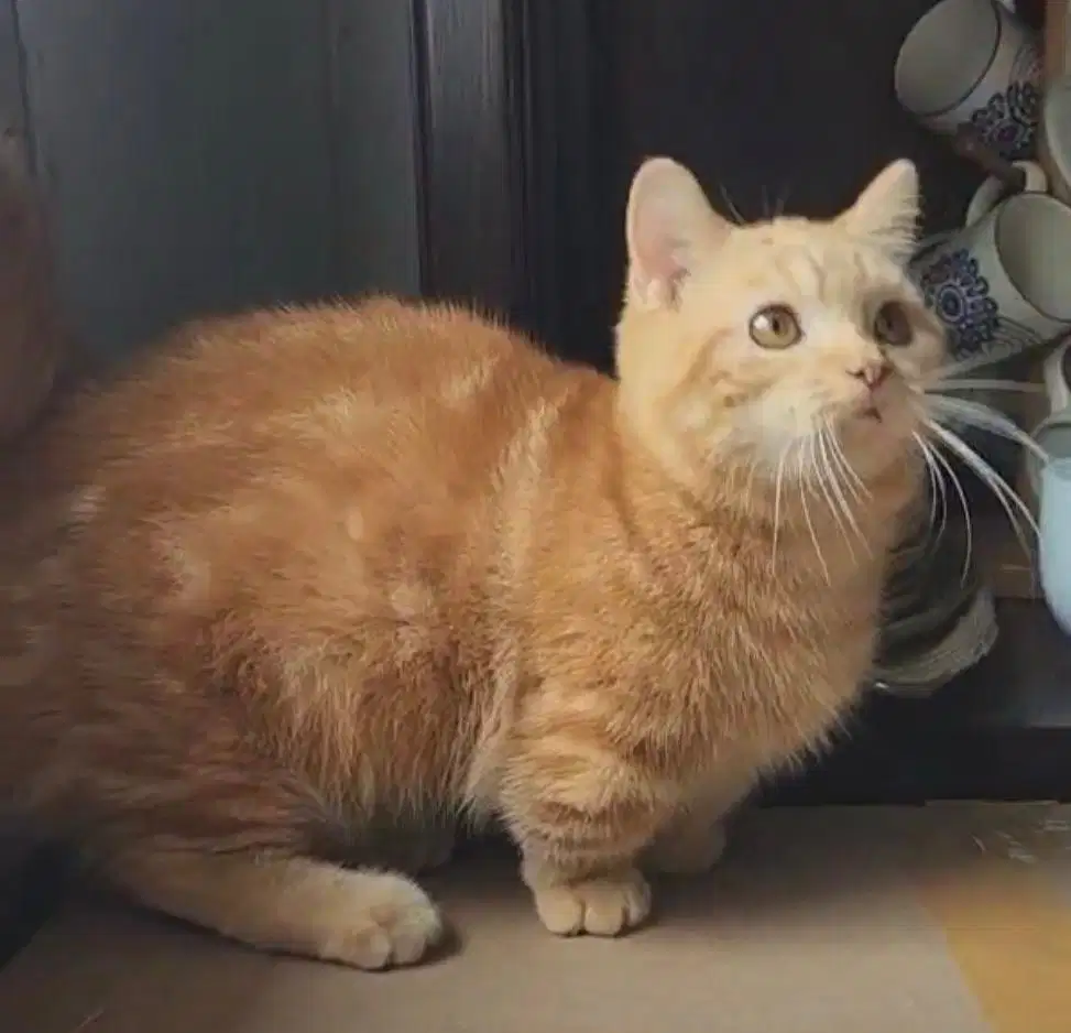 Kucing munchkin british shorthair bsh british short hair