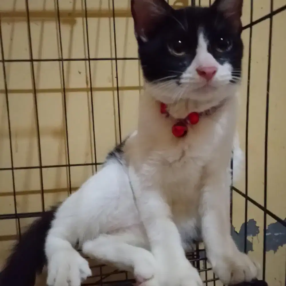 Lepas adop anakan kucing