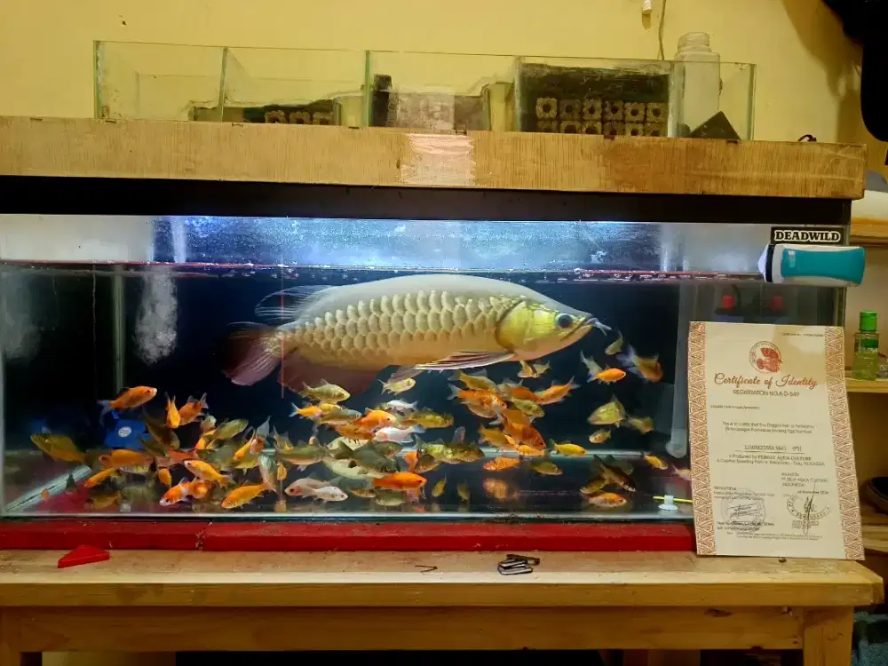 Arwana Golden Red 38cm