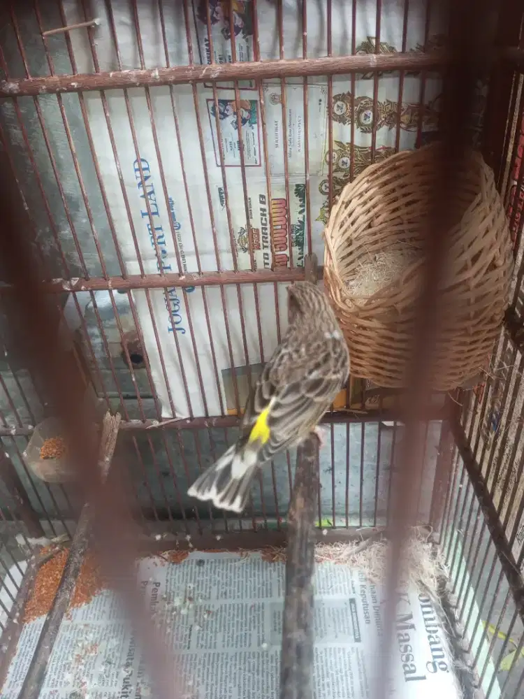 Burung blacksthroath BT betina