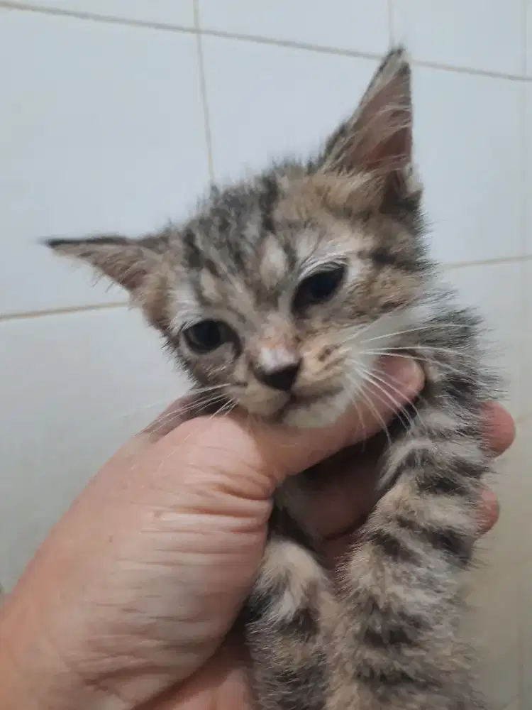 Kucing mix Exo-Persia