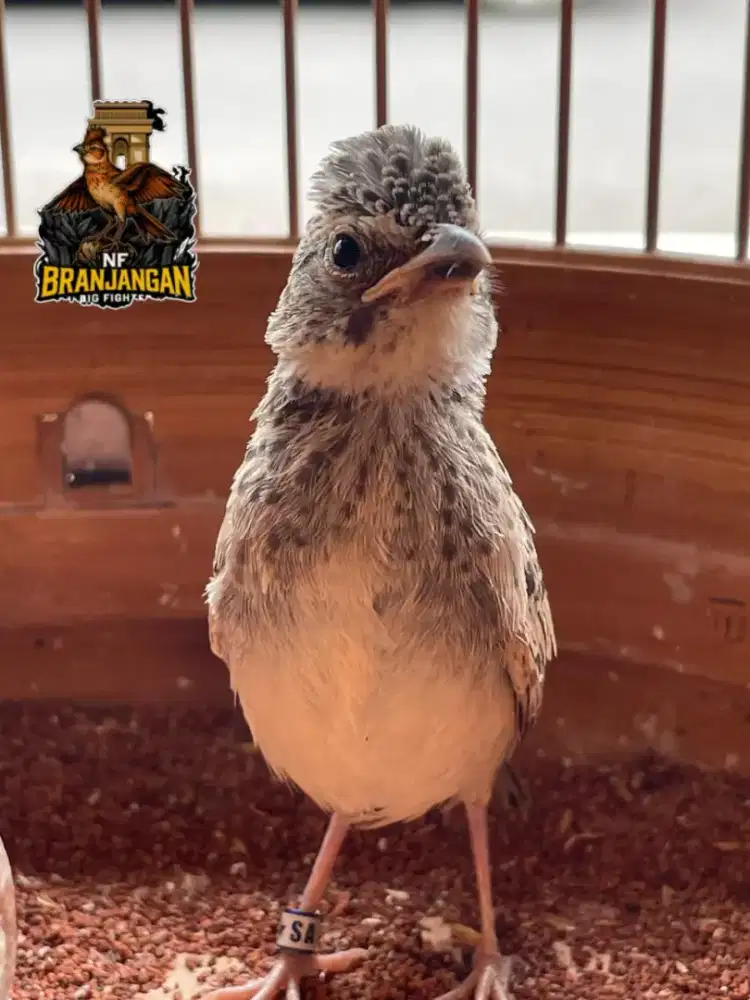 Burung branjangan javanica ring SA