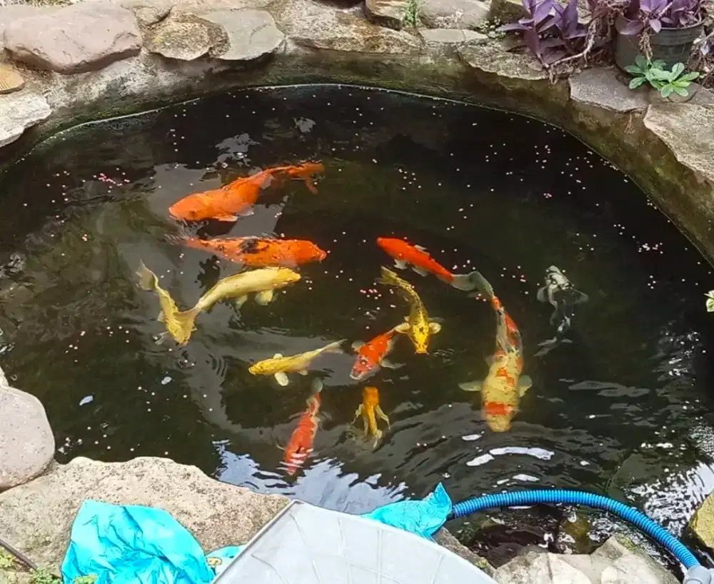 Dijual Ikan Koi murah diantaranya ada KOI Jepang