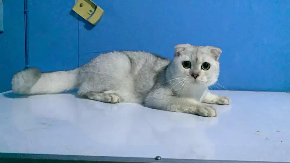 Kucing Scottish Fold