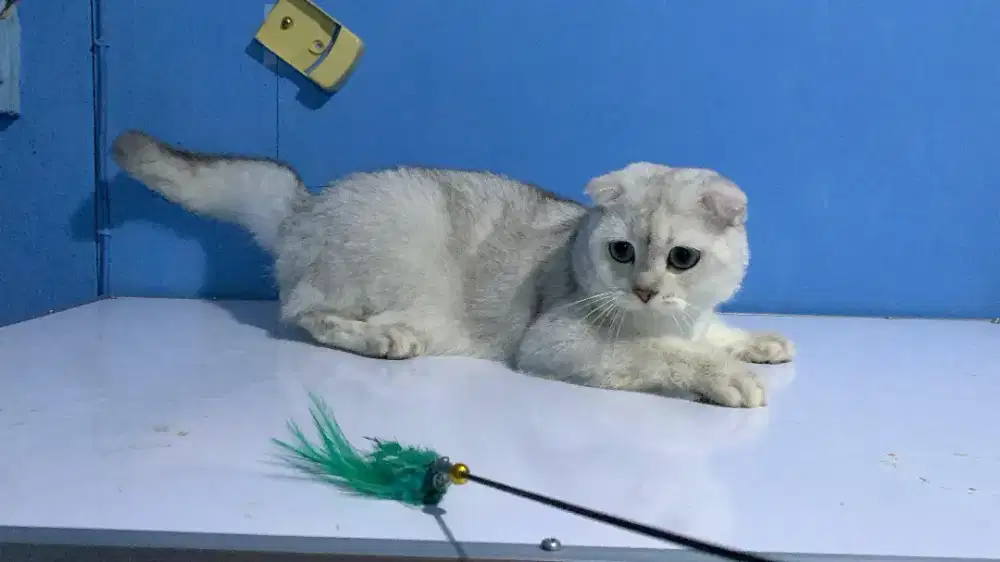 Kucing scottish fold