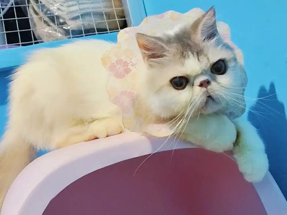 Persia Peaknose Betina Longhair