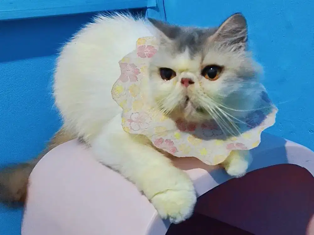 Persia Peaknose Longhair Betina Adult