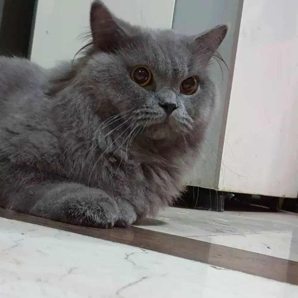 British Long Hair ( Non Ped ) Jantan