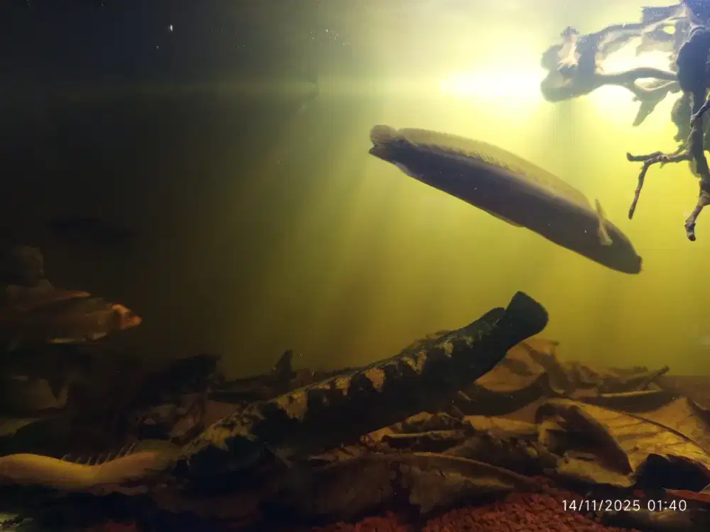 Ikan Channa maru yellow sentarum