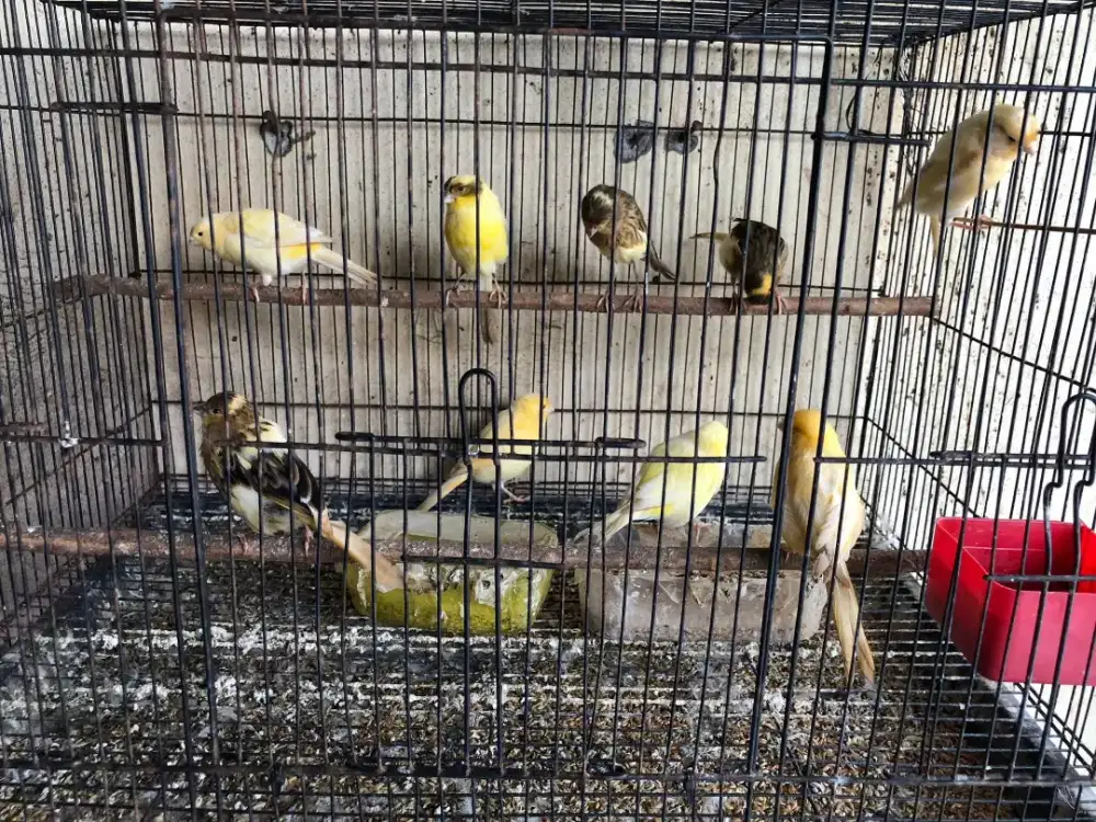 Kenari Af Riwikan jantan