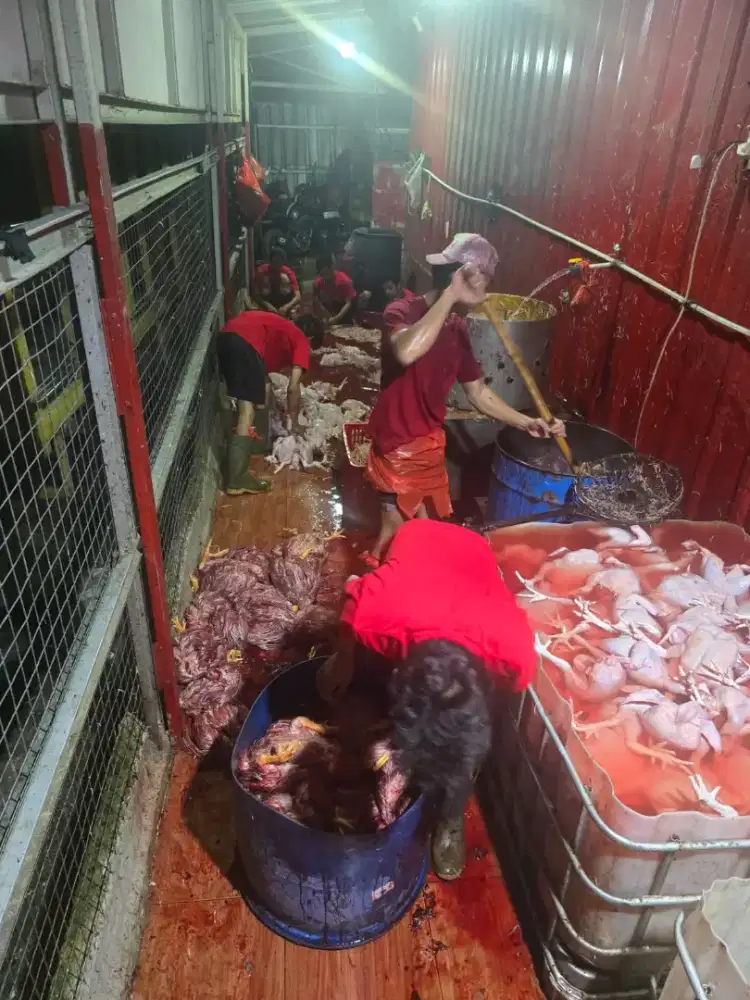 Open Recruitmen (Dibuka Lowongan Pekerjaan)
PT. GUCI RANDY JAYA